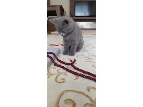 2.5 aylık british shorthair erkek