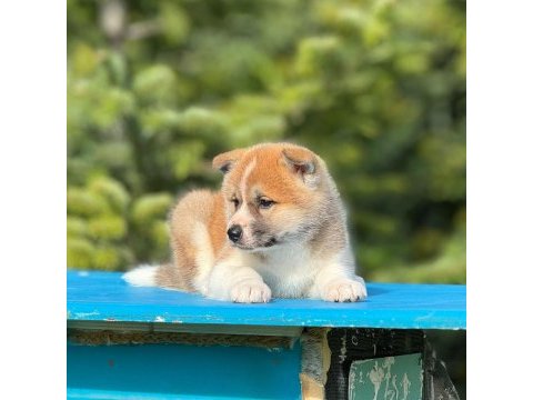 Akita yavrumuz a kalite