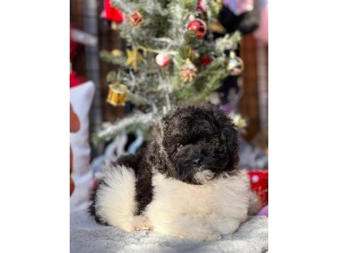 Party color toy poodle