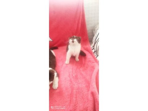 A kalite bicolor kahve beyaz scottish fold bebekler