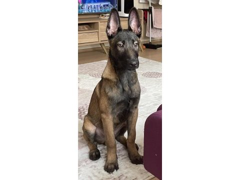 Üst düzey erkek malinois