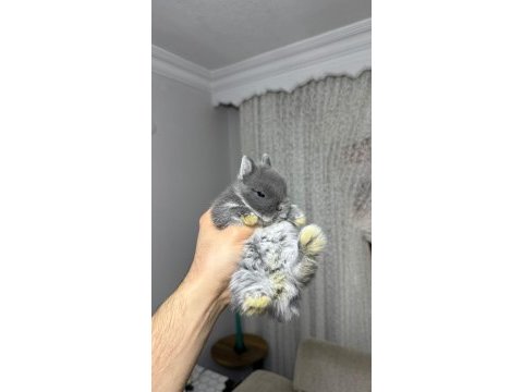 Hollanda lop tavşanlar
