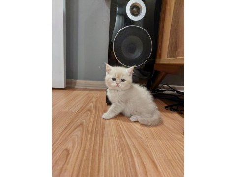 Exotic shorthair yavrumuz yeni evini arıyor