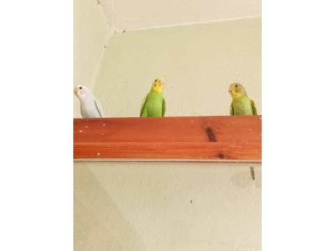 Ev üretimi yavru muhabbet kuşlarımız