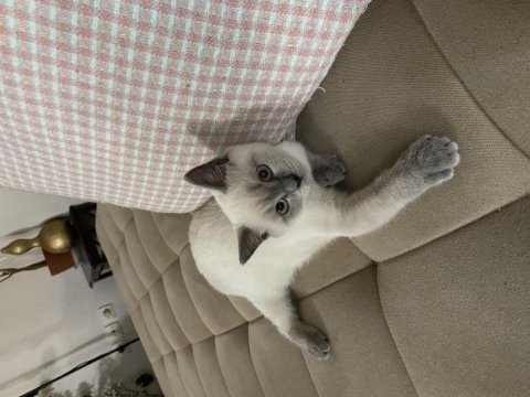 Scottish fold ve british blue point yavrular