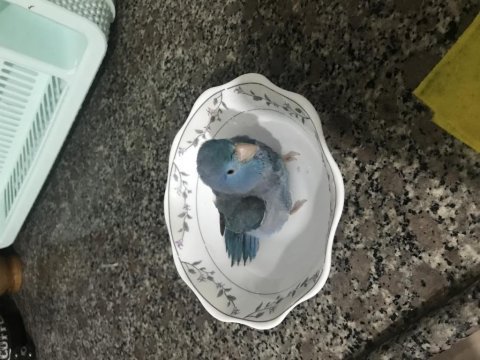 Forpus papağanımız
