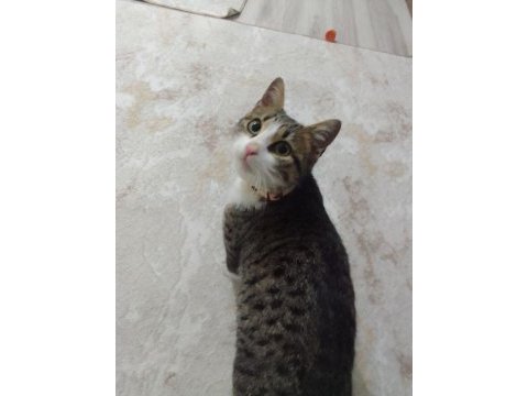 Tekir cinsi 1 yaşında aşıları tam dişi kedimiz