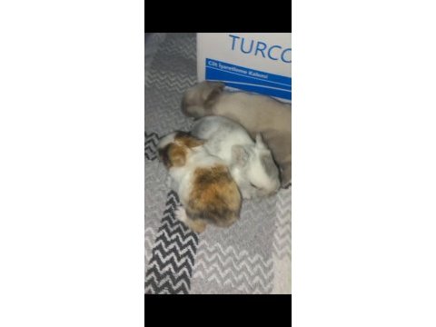 Hollanda cücesi tavşanımız
