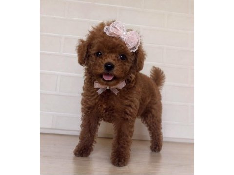Gerçek teacup kore poodle bebekler