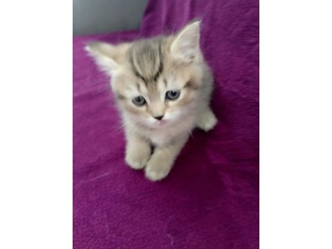 British shorthair