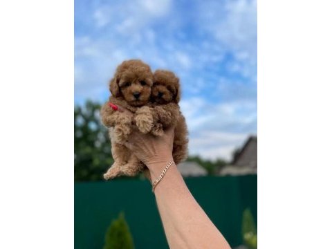 Toy poodle yavrularımız