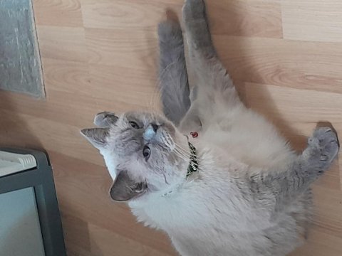 3 yaşında kedimiz masal