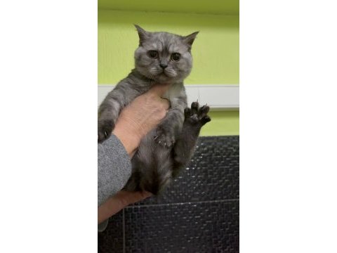 British shorthair 4 aylık erkek