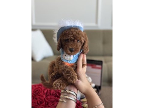 Büyümeyen boy teacup poodle bebeğim