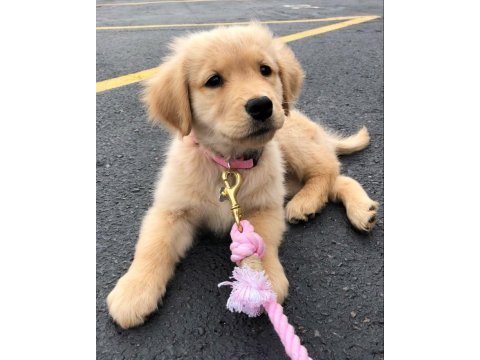 Safkan golden retriever yavrularımız