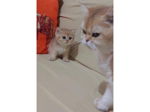 Safkan british shorthair ny 11