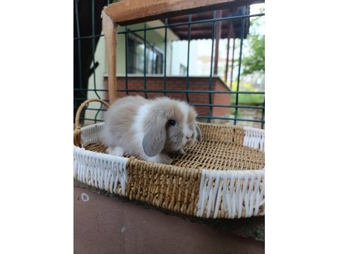 Hollanda teddy lop tavşan yavrular
