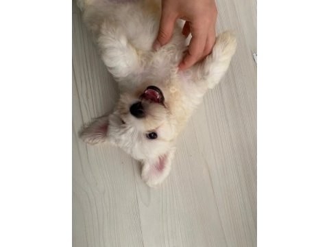Maltese terrier köpeği