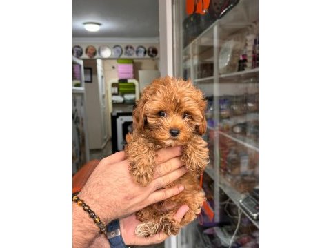 Muhteşem maltipoo yavrum