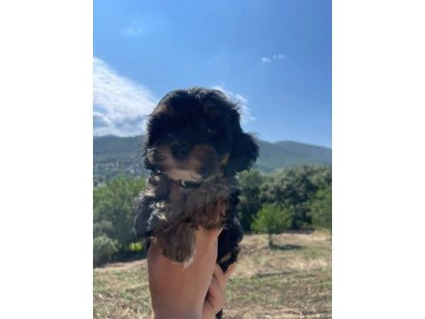 Orjinal maltipoo yavrular