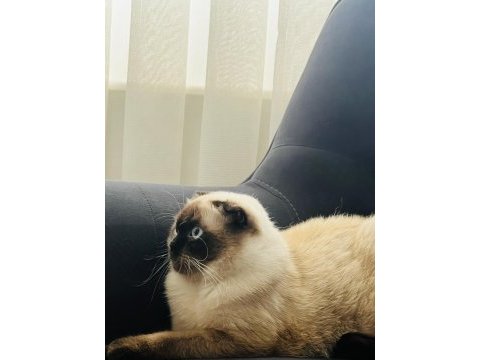2 yaşında eğitimli scottish fold