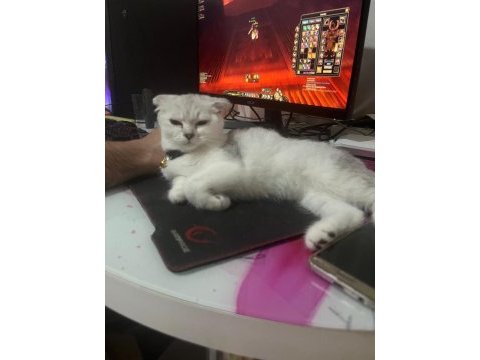Dişi scottish fold kedimi sahiplendiriyorum