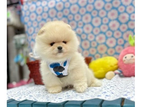 Safkan pomeranian boo yavrularımız