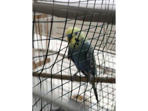 1 yaşında yumurtalı çift muhabbet kuşu