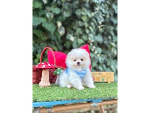 Orjinal pomeranian boo