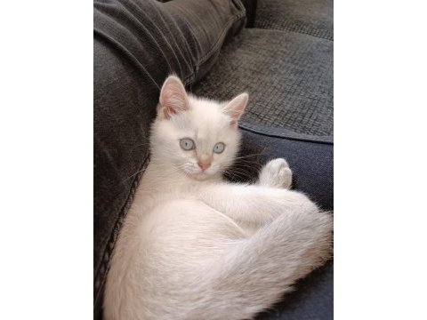 Yavru erkek british shorthair