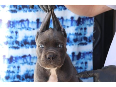 Fcı-kıf secereli safkan cane corso yavru köpeği