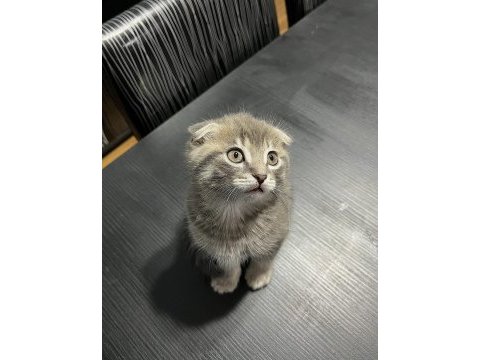 50 günlük gri scottish fold bebek