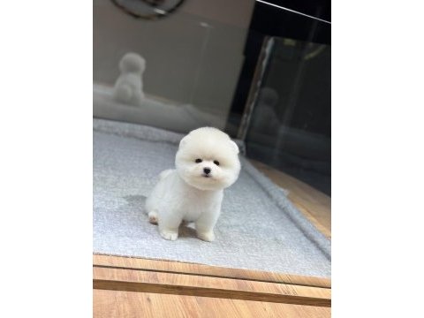 Sağlık ve ırk garantili pomeranian