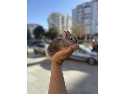 Cüce orinal isteyenlere