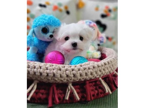 Şecereli teacup kore kanı dişi maltese yavrumuz