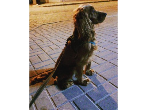 Köpeğimize acil yuva arıyoruz