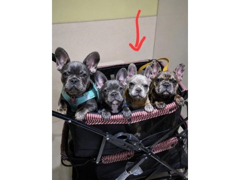 Satılık dişi fransız bulldog merle