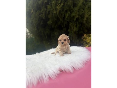 Maltipoo yavrularımız