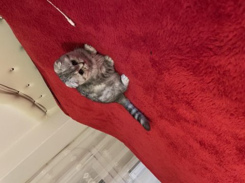3 aylık scottish fold dişi