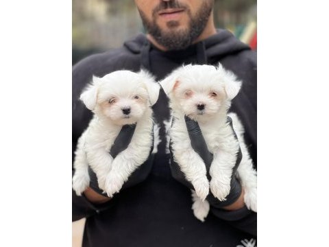 Maltese yavrular