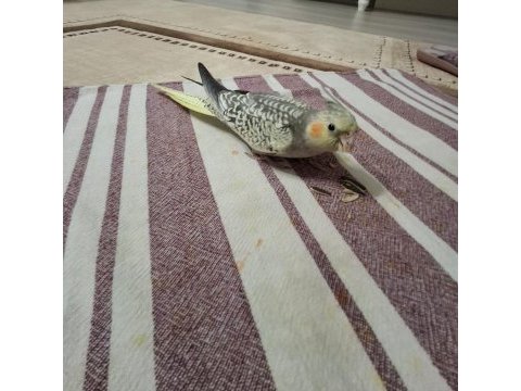 Full evcil sultan papağanı