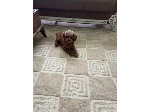 Yavru toy poodle
