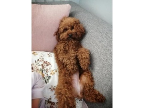 Poodle kızıma eş arıyorum