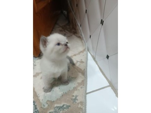 Baby scottish fold sahiplerini bekliyor