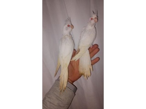 Albino sultan papağanı yavrular
