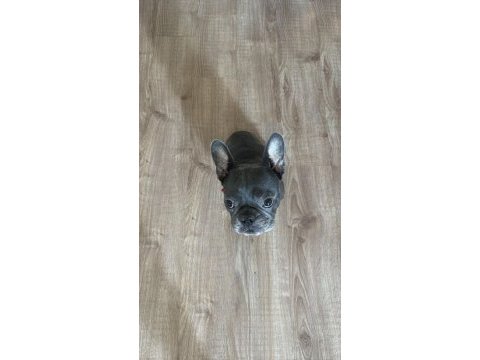Berlın / french bulldog