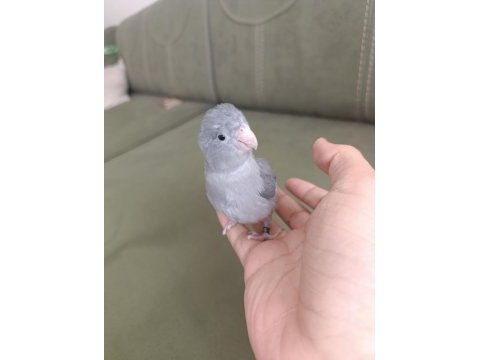 Ele alışık forpus papağanı