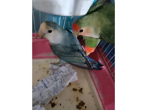 Yavru sevda papağanı