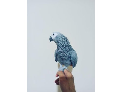 Full evcil üst düzey konuşan jako papağanı