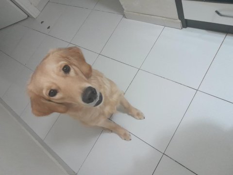 Yeni yuva arıyoruz golden retriever